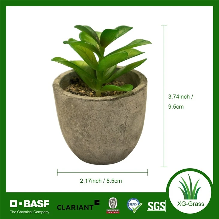 Xingu Unique Succulent Plants For Contemporary Home Decoration Ideas best