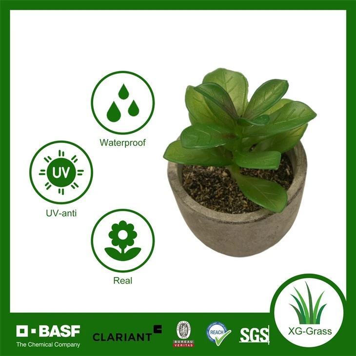 Xingu Unique Succulent Plants For Contemporary Home Decoration Ideas high quality