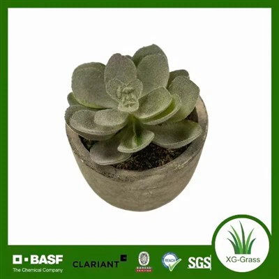 Elävä Mini Succulent Art