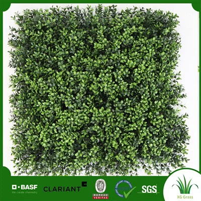 Huonekasveja Seinällä